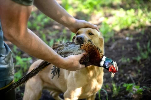 gundog training delivery