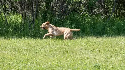 how do you tire out your dogs