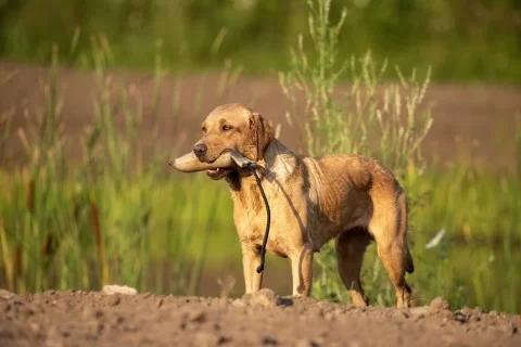 dog training to retrieve