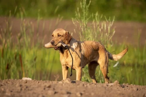 dog drops dummy when retrieving