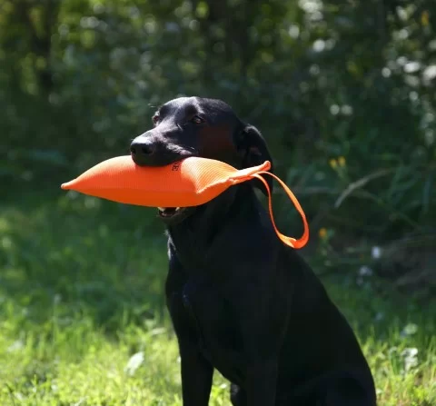 dog training dummy