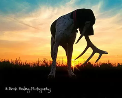 shed hunting dogs