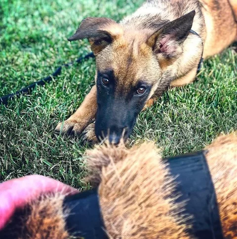 wounded deer dog training