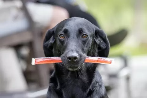 dog_steals_food_off_counter