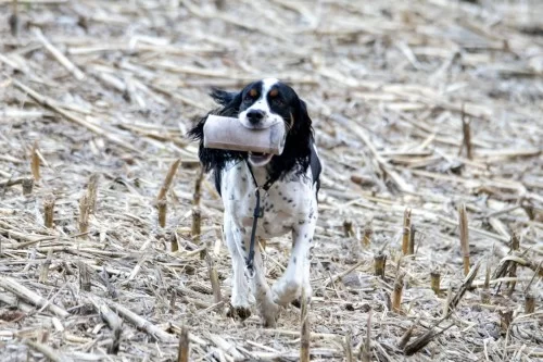 gundog_retrieving_dummy