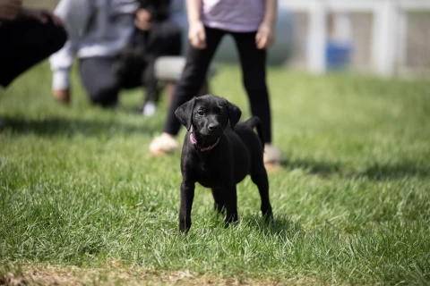 how_to_train_my_new_puppy