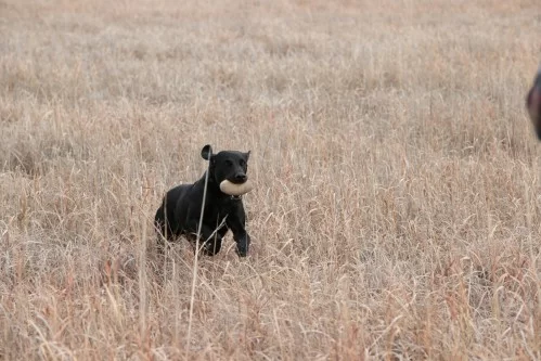 teach_dog_to_sit_to_whistle