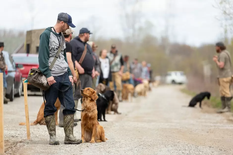 training-dogs