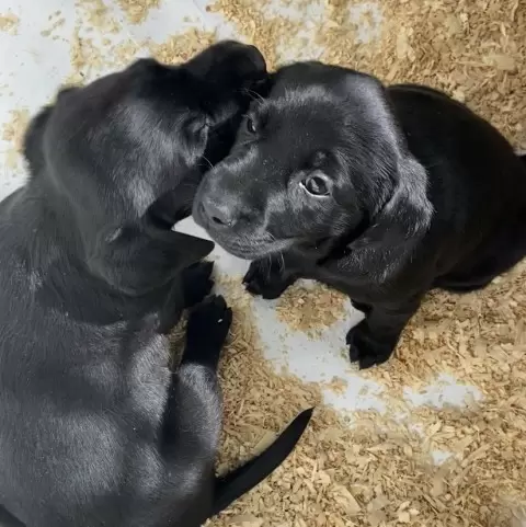 what_do_you_look_for_when_picking_a_breeder__puppy_from_the_litter