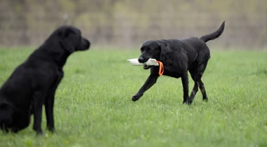 Diversions, Denials, & Delay