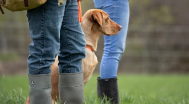 Denials: The Key to Steady Dogs