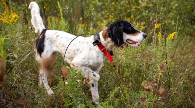 Planted Pigeons to Wild Birds: Transitioning to the Real Thing