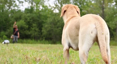 Working Through Decoys
