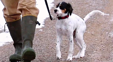 Formal Heel Training