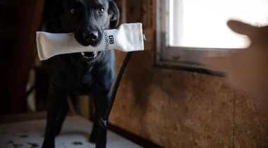 Dummies and Movement 