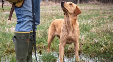 Beginning Blind Retrieves