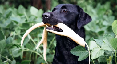 Shed Dog Training (Seminar)