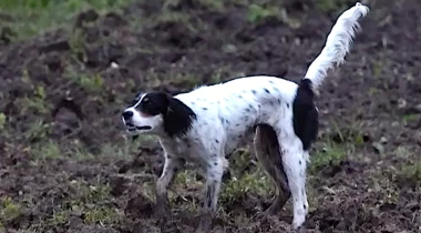 Positive Pigeons, Intro to Gunfire, & Nose Work