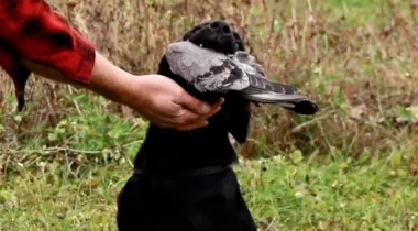 Advancing the Retrieve