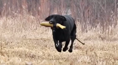 Marking with Gunfire 