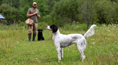 Heel Work & Beginning Remote "Stay"