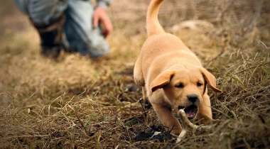 Shed Dogs & Puppies: Laying the Groundwork (Seminar)