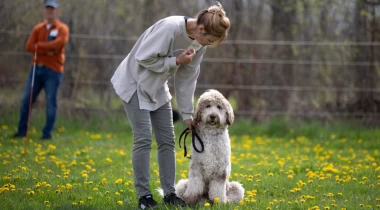 Remote Sit w/ Angie & Otis