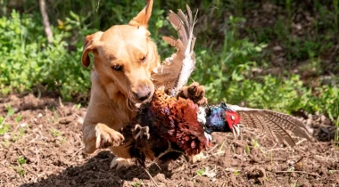 Building Confidence on Birds