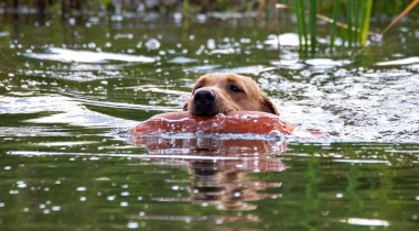 Flushing Planted Birds & Water Introduction