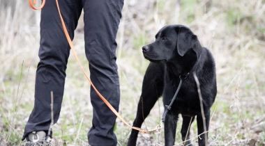 Hunt Command: Training a Dogs Nose
