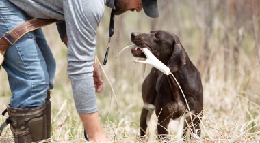Shed Dog Training Basics (Seminar)