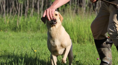 Continuing to Build "Go Back"