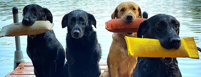 General Dog Training Videos